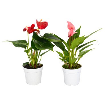 2 Flamingo Lilie Plants